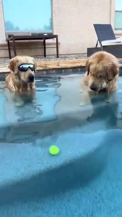 Looking cool in the pool (not OC)