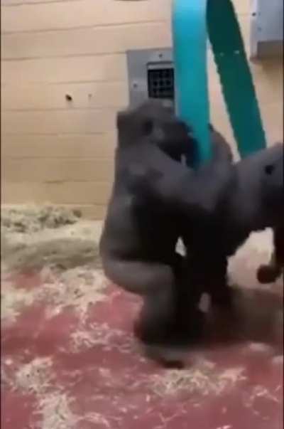 Monke SPPEEEEENNNNNN
