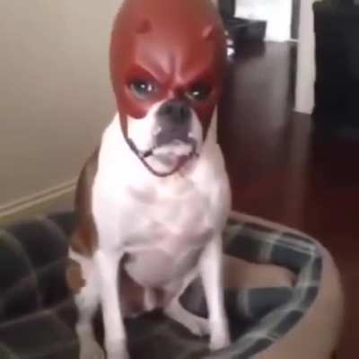 Devil dog