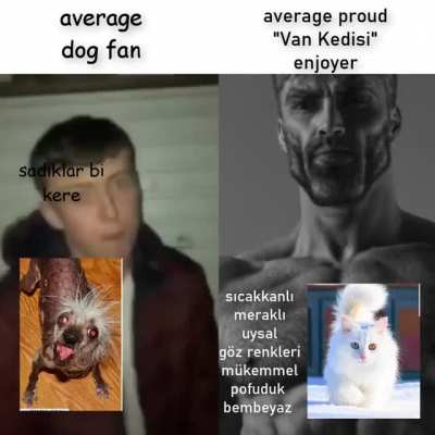 pofuduk şirin ve sıcakkanlı bir kedi karşısında hangi k&ouml;pek durabilir?