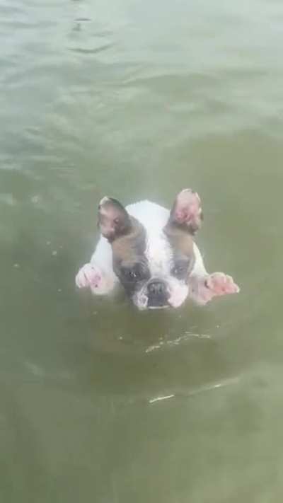 When you love the dog beach but you don&rsquo;t like your front paws getting wet.