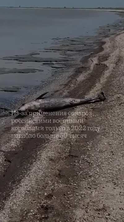 Как война разрушает природу в&nbsp;Украине и&nbsp;во&nbsp;всем мире