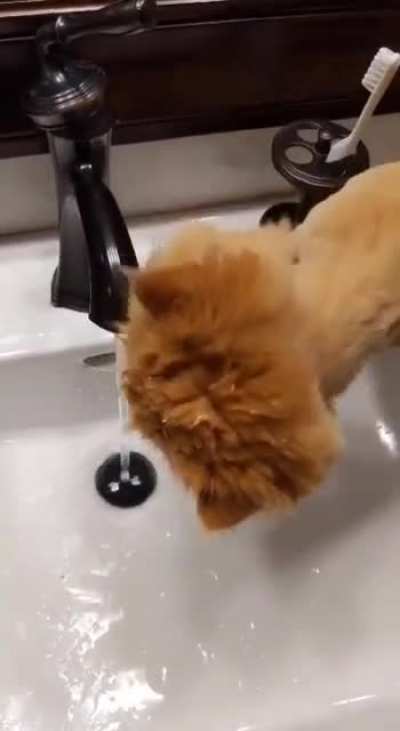 He really wants to drink from the sink, but can't quite hack it.