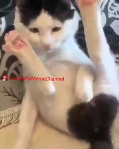 What the cat doin?