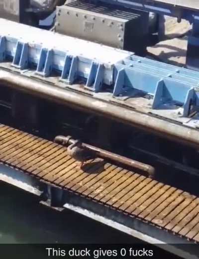 I don't give a duck