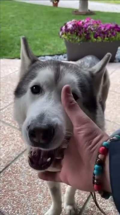 Husky&rsquo;s engine won&rsquo;t start.