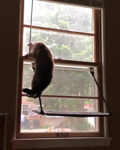 A painfully long video of Rocket trying to get to the second window ledge and realizing he just can&rsquo;t.