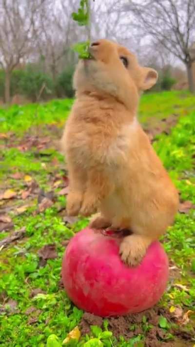 Rabbits are everywhere