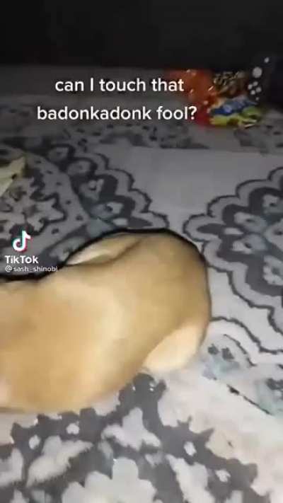 Dog