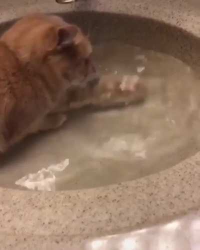 Well... This cat is broken 😄