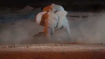 Elephant vs Rhino 