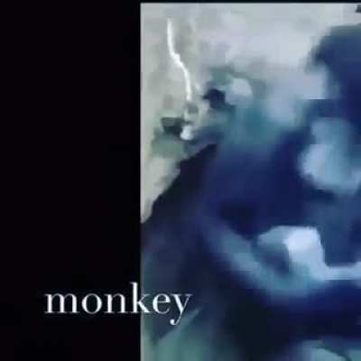 🦧Monke🦧