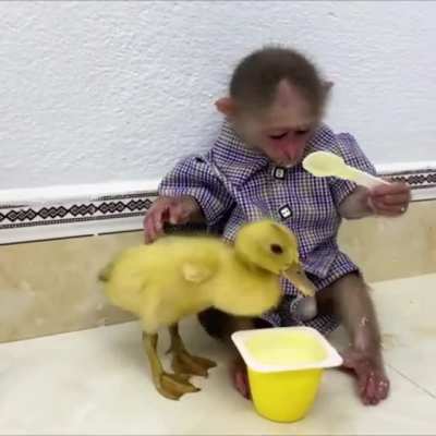 Два друга