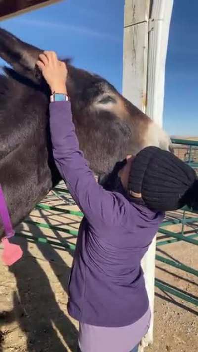 My gentle giant