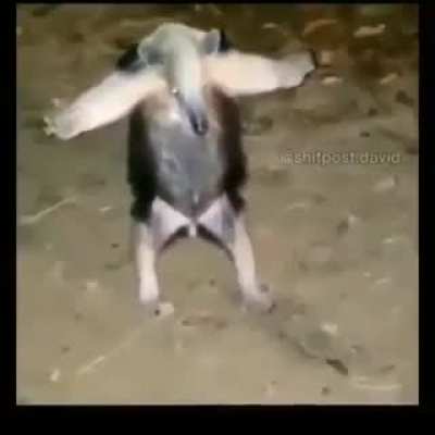 🦨