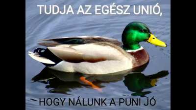 Rem&eacute;lem vide(&Oacute;) is elfogadott a (C)sizmat&uacute;lnagy flairn&eacute;l