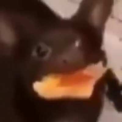 Waa