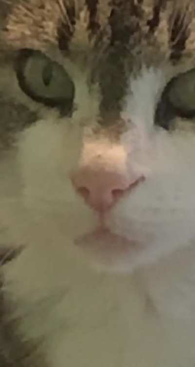 Small meow