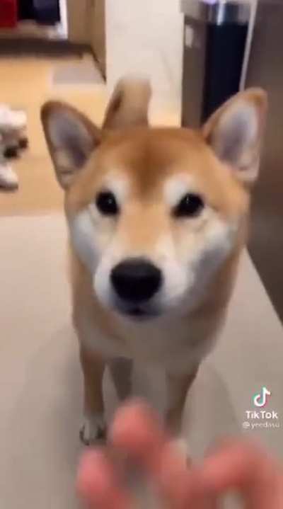 Doge brutal agression