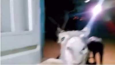 Adote um burrinho