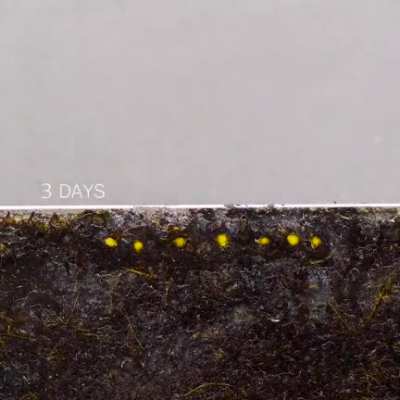 Time laps of sprouting cherry tomato seeds