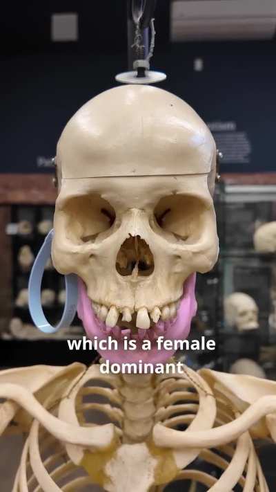 Key Differences Between Male and Female Skeletons | Human Skeletal Anatomy