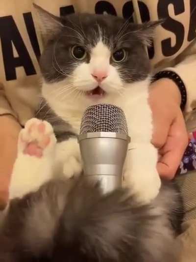 Cat police is here!