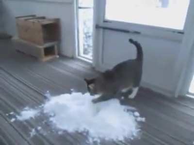 Hold my kitty-crack!