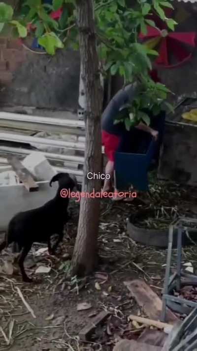 O BODE CHICO