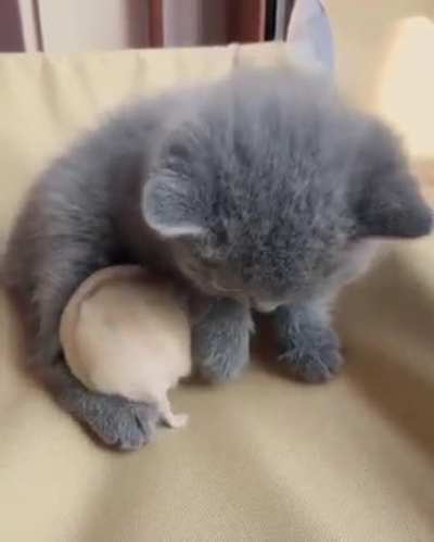 Котик