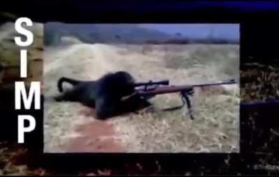 "So, Player 3...What's your favorite monkey?"