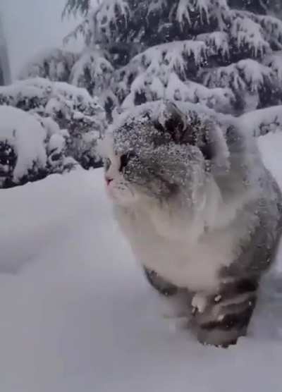 Majestic snow queen