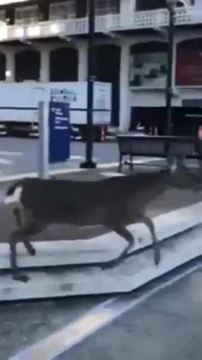 My water deer people need me