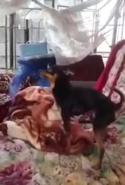 What a flexible dog
