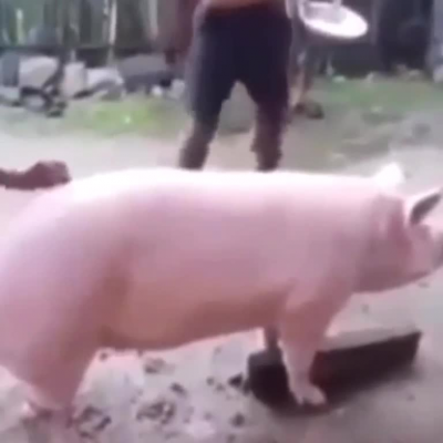 Pig