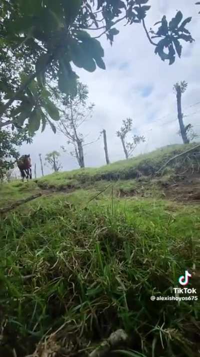 Sustinho