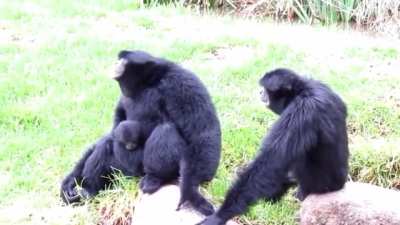 Perfectly cut ape