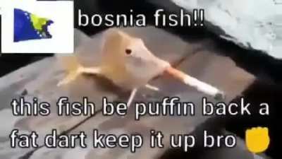 Rule🇧🇦