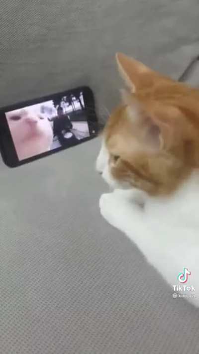 A copy cat