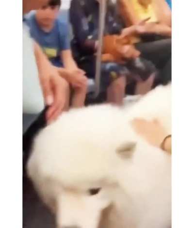 Doggo be like: wow I&rsquo;m the main attraction in here 