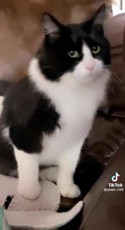 another perfectly cut scream from a kitty