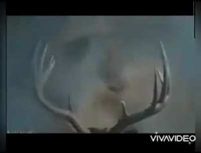 Deer