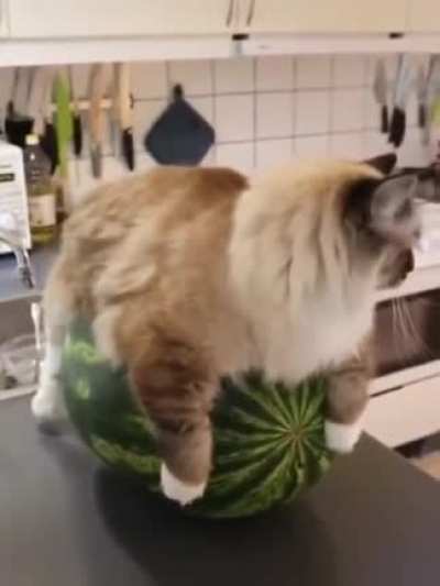 chonk on a watermelon