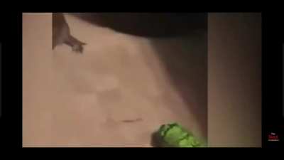 Poor froggo.