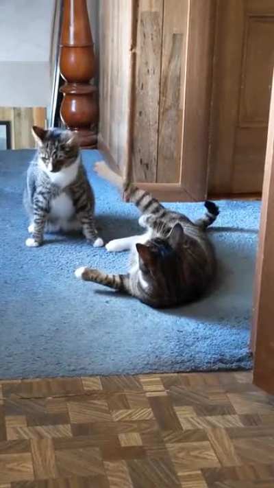 smell my foot 🤣