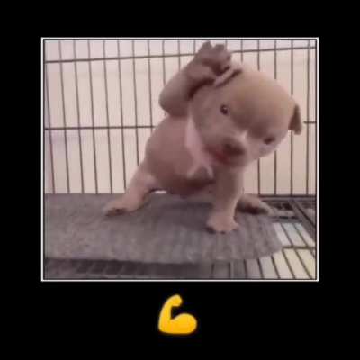 Cachorro