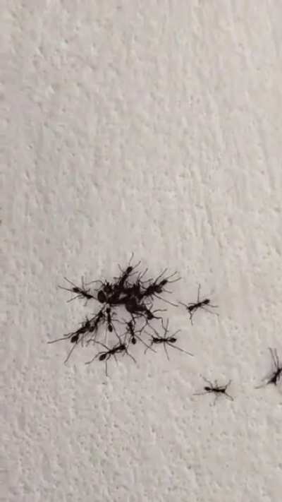 Imposter Ant Being Seized