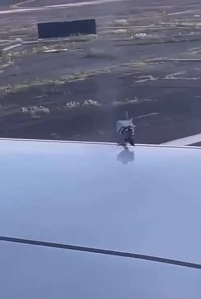 My pigeon people need me