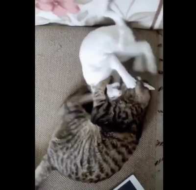 Cats &amp;amp; Cats