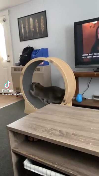 Trash Panda